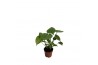 Monstera deliciosa zonder gaten,1 pp