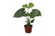 Monstera deliciosa zonder gaten,1 pp 