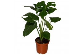 Monstera deliciosa