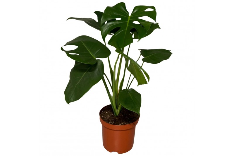 Monstera deliciosa 