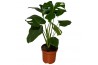 Monstera deliciosa
