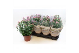 Chrysanthemum ind. madiba pink stadium 2