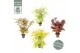 Acer palmatum Diverse mix 5 kleuren per cc 