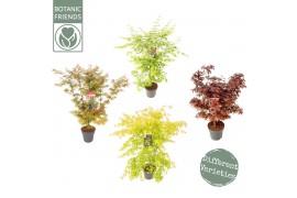 Acer palmatum Diverse mix 5 kleuren per cc