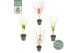 Acer palmatum Diverse mix 5 kleuren per cc 