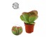 Kalanchoe thyrsiflora 