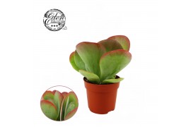 Kalanchoe thyrsiflora