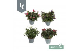 Hebe addenda mixkar Hebe Mix in de tray ( minimaal 3 kleuren )
