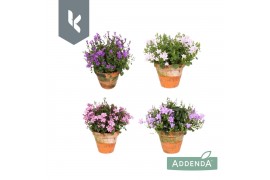 Campanula portenschlagiana Ambella gemengd Campanula Addenda Mix in de