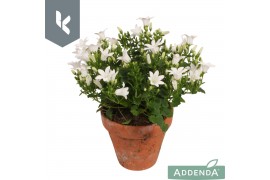 Campanula portenschlagiana Ambella Intense Wh Campanula Ambella Intens