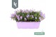 Campanula portenschlagiana Ambella gemengd Campanula Addenda Mix in de 