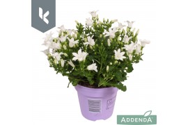 Campanula port. ambella white