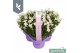 Campanula port. ambella white 3-pack 