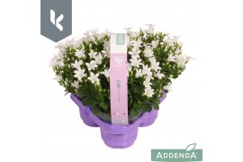 Campanula port. ambella white 3-pack
