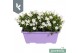 Campanula port. ambella white balkonbak 