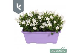 Campanula port. ambella white balkonbak