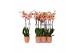 Phalaenopsis caribbean dream 2 tak - 18+ bloemen oranje keramiek 