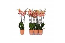 Phalaenopsis caribbean dream 2 tak - 18+ bloemen oranje keramiek