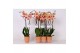 Phalaenopsis caribbean dream 2 tak - 18+ bloemen oranje keramiek 