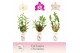 Dendrobium nobile mix 3-spike 65+ cm Exclusiva Orchidea Potcover 90 bl 