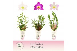 Dendrobium nobile mix 3-spike 65+ cm Exclusiva Orchidea Potcover 90 bl