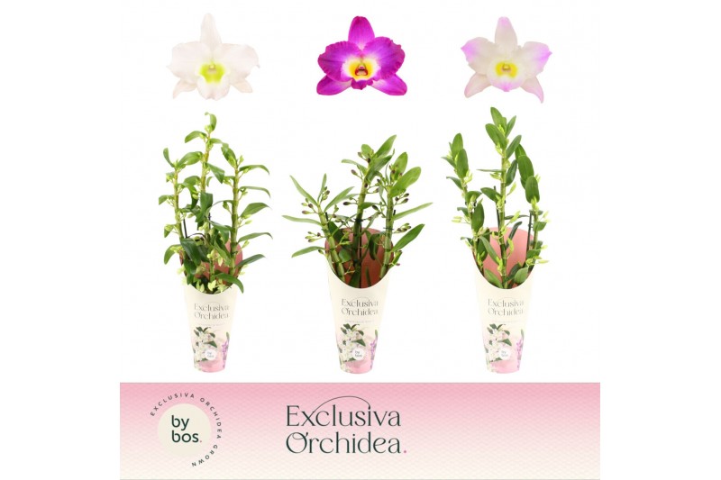 Dendrobium nobile mix 3-spike 65+ cm Exclusiva Orchidea Potcover 90 bl 