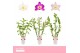 Dendrobium nobile mix 3-spike 65+ cm Orchid Collection 80 bl. 