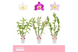 Dendrobium nobile mix 3-spike 65+ cm Orchid Collection 80 bl.