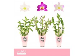 Dendrobium nobile mix 3-spike 65+ cm Orchid Collection Potcover 80 bl.