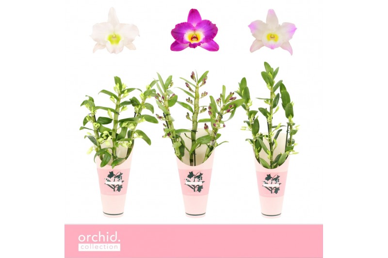 Dendrobium nobile mix 3-spike 65+ cm Orchid Collection Potcover 80 bl. Dendrobium nobile mix 3-spike 65+ cm Orchid Collection Potcover 80 bl.