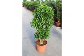 Dracaena reflexa song of jamaica Dracaena Song of Jamaica