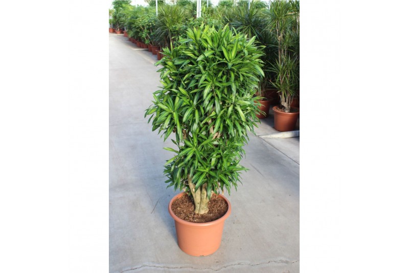 Dracaena reflexa song of jamaica Dracaena Song of Jamaica Dracaena reflexa song of jamaica Dracaena Song of Jamaica
