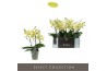 Phalaenopsis geel Tablo - Limoncello - 3 tak