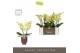 Phalaenopsis geel Tablo - Limoncello - 2 tak - Emillia Brown Aquo 