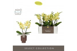 Phalaenopsis geel Tablo - Limoncello - 2 tak - Emillia Brown Aquo