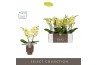 Phalaenopsis geel Tablo - Limoncello - 2 tak - Emillia Brown Aquo