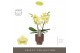 Phalaenopsis geel Tablo - Limoncello - 2 tak - Emillia Brown Aquo 