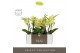 Phalaenopsis geel Tablo - Limoncello - 2 tak - Emillia Brown Aquo 