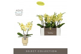 Phalaenopsis geel Tablo - Limoncello - 2 tak - Emillia Sand Aquo