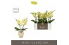 Phalaenopsis geel Tablo - Limoncello - 2 tak - Emillia Sand Aquo