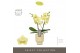 Phalaenopsis geel Tablo - Limoncello - 2 tak - Emillia Sand Aquo 