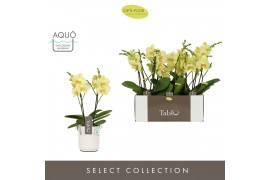 Phalaenopsis geel Tablo - Limoncello - 2 tak - Molise White Aquo
