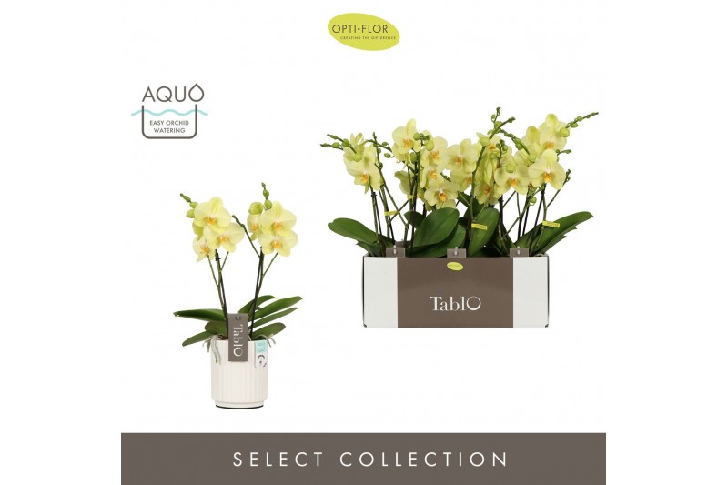 Phalaenopsis geel Tablo - Limoncello - 2 tak - Molise White Aquo 