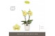 Phalaenopsis geel Tablo - Limoncello - 2 tak - Molise White Aquo 