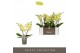 Phalaenopsis geel Tablo - Limoncello - 2 tak 