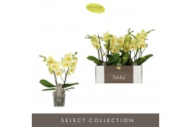 Phalaenopsis geel Tablo - Limoncello - 2 tak