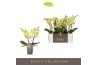Phalaenopsis geel Tablo - Limoncello - 2 tak