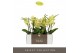 Phalaenopsis geel Tablo - Limoncello - 2 tak 