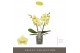 Phalaenopsis geel Tablo - Limoncello - 2 tak 