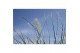 Pennisetum alopecuroides little honey 